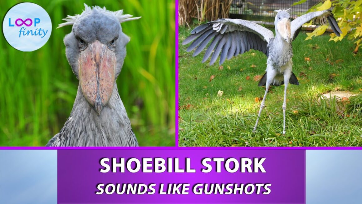 Shoebill Stork Sound Facts: Why Their Call Is So Unusual